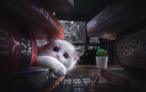 萌宠写真-奶猫-萌宠-喵星人-布偶猫 图片素材