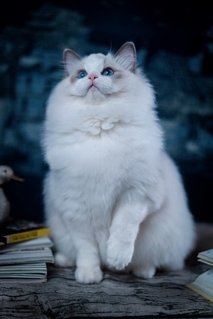 萌宠写真-喵星人-奶猫-萌宠-布偶猫 图片素材