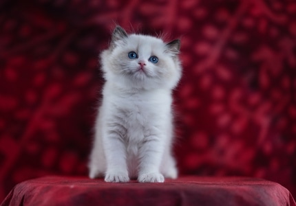 萌宠写真-布偶猫-萌宠-猫-猫咪 图片素材
