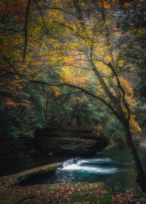 树-溪流-秋色-森林-自然 图片素材