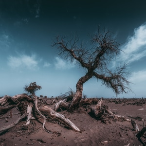 天空-枯木-胡杨-沙漠-树 图片素材