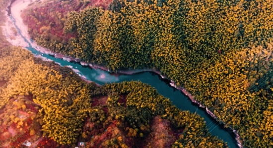 有趣的瞬间-武汉大学-一镜知秋-风光-风景 图片素材