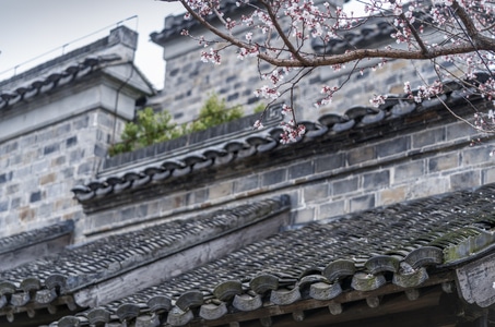 城市风光-我要上封面-随拍-杏花-古建筑 图片素材