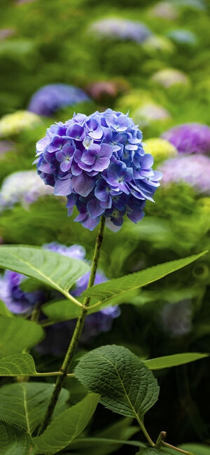 南京市-随拍-花开花落-花-花朵 图片素材