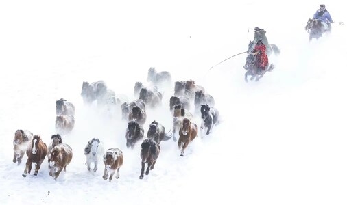 蒙古马-冬日风光-草原-内蒙风光-雪 图片素材