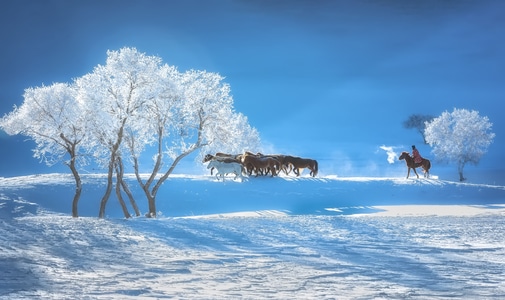 马-风光-雪-风景-马 图片素材