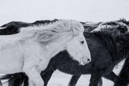 雪-马-冬天-黑白-你好2020 图片素材