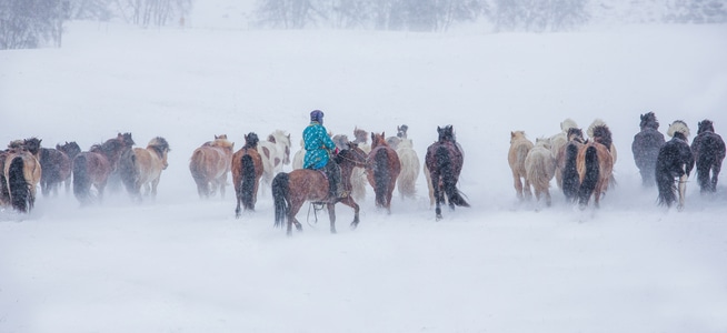 马-冬天-雪-牧民-马 图片素材