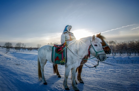 放牧-冬天-马-雪-马 图片素材