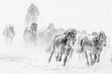 黑白-冬季-蒙古马-自然景观-画 图片素材