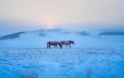 内蒙风光-早晨-爱尔兰雪达犬-雪地-自然 图片素材