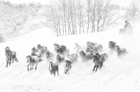 雪-内蒙风光-草原-冬日风光-蒙古马 图片素材