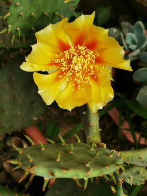 我要上封面-花-花-花朵-花卉 图片素材