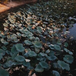 小而美-北京-手机摄影-植物-荷叶 图片素材