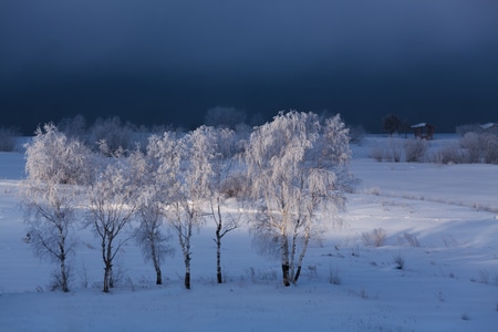 风光-俄罗斯-风景-雪景-树 图片素材