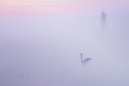 新疆-天鹅-天鹅-鹅-鸟类 图片素材