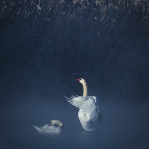 天鹅-新疆-天鹅-动物-鸟 图片素材