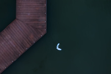 航拍-白鹭-白鹭-湖-湖泊 图片素材