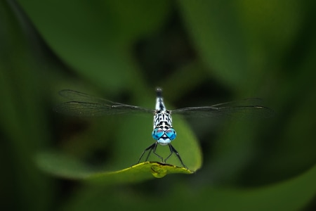 微距-蜻蜓-蜻蜓-节肢动物-昆虫 图片素材
