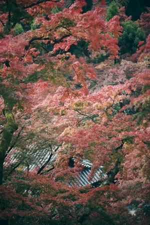 日本-世界很美好-旅行-我要上封面-旅拍 图片素材