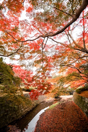 奈良-日本-世界很美好-我要上封面-旅拍 图片素材