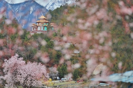 桃花节-西藏-世界很美好-旅拍-旅行 图片素材