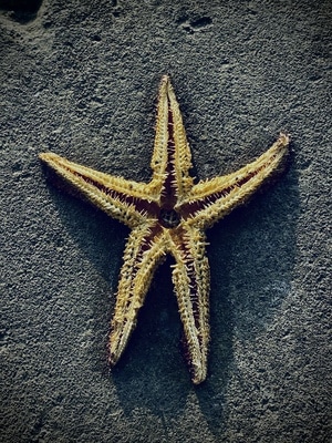 手机-shotoniphone-海星-动物-棘皮动物 图片素材