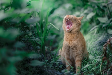 萌宠-植物-猫-风光-光影 图片素材