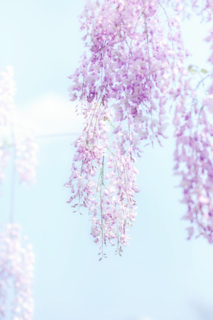 色彩-旅行-花-鲜花-紫花 图片素材