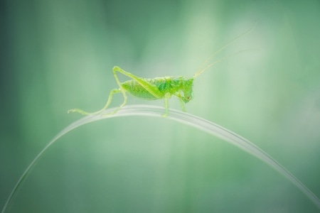 夏日-自然-彩色-我要上封面-虫 图片素材