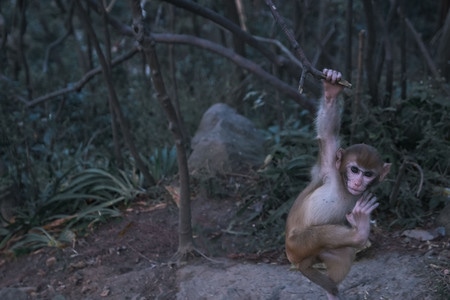 动物-猴-活泼-动物-猴 图片素材