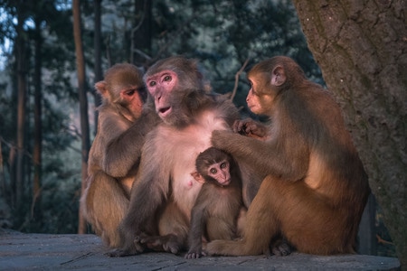 猴-动物-家庭-动物-猴 图片素材