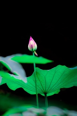 荷花-花苞-绿色-生态-花卉 图片素材