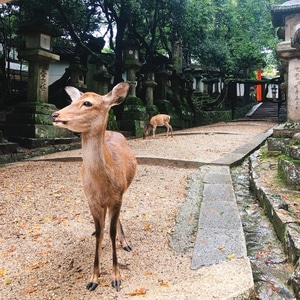 亲子游-旅游-nomo-街头摄影-街头 图片素材