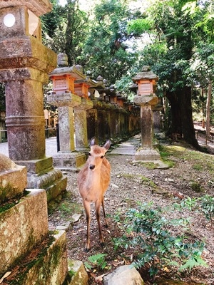 亲子游-街头-nomo-旅行-街拍 图片素材