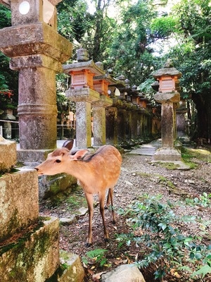 日本-奈良-京都-东京-原图 图片素材