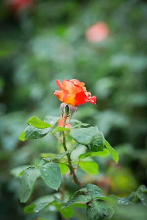 度假-蔷薇-月季花-花-植物 图片素材