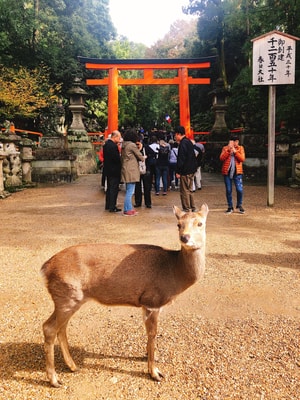 手机摄影-旅游-旅行-花-街头 图片素材