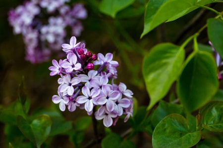 花-丁香花-网红-桌面-街头摄影 图片素材