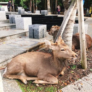 日本-街头摄影-街头-旅行-旅游 图片素材