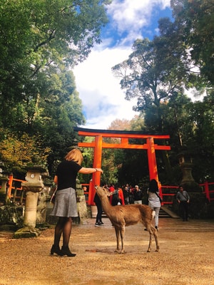 手机摄影-旅游-旅行-花-街头 图片素材