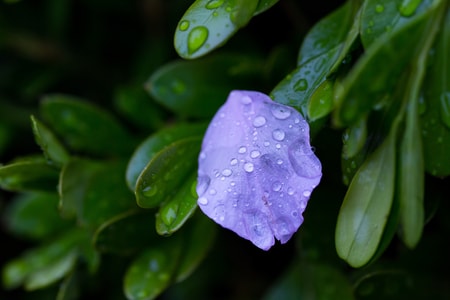 花卉-丁香花-花-网红-桌面 图片素材
