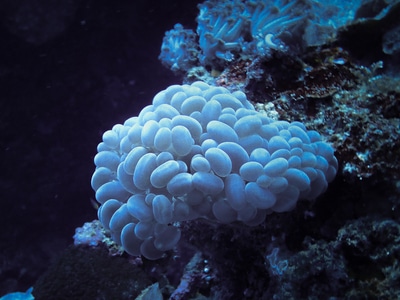 微距-水下微距-海洋生物-海洋-水肺潜水 图片素材