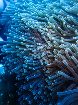 微距-水下微距-海洋生物-海洋-水肺潜水 图片素材