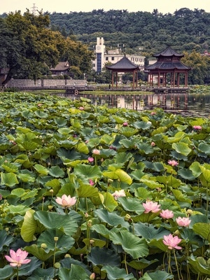武汉市-名胜-风光-风景-生态 图片素材