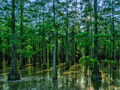 武汉-武汉市-风景-风景-树 图片素材