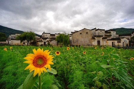 古镇-古建筑-建筑-徽州-徽派 图片素材