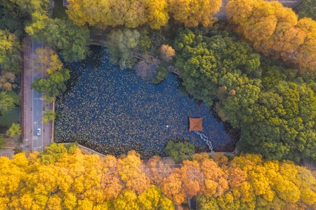 一镜知秋-武汉大学-池塘-风景-自然 图片素材