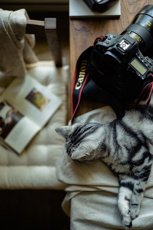日常-拍照-单反摄影-生活-猫咪 图片素材