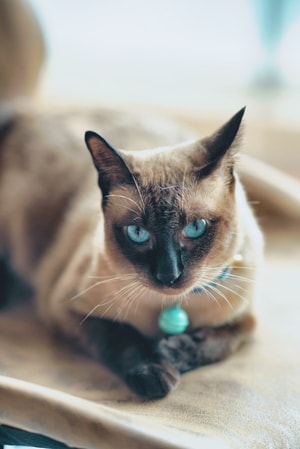 猫-萌宠-宠物-我的猫呀狗呀-生活 图片素材